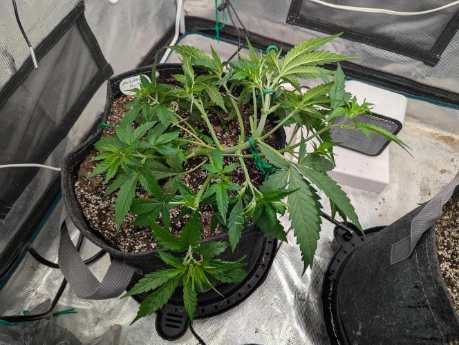 Forbidden Fruitz Auto. Week 3