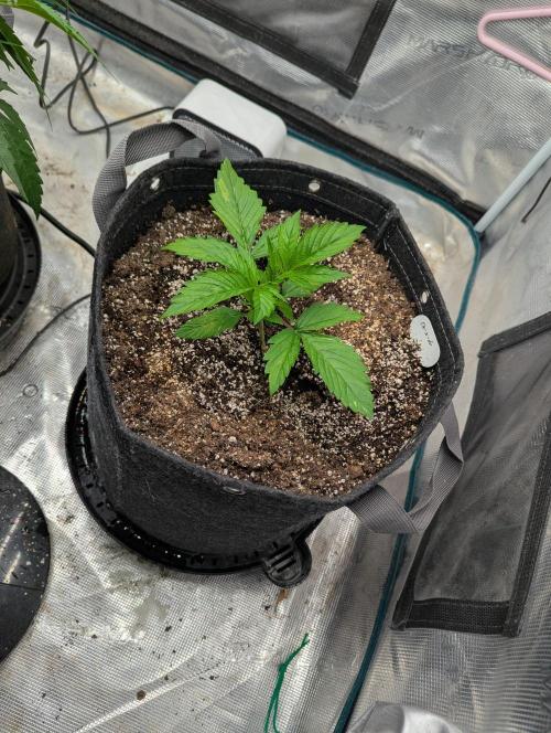 GT 100x100x180. Week 2