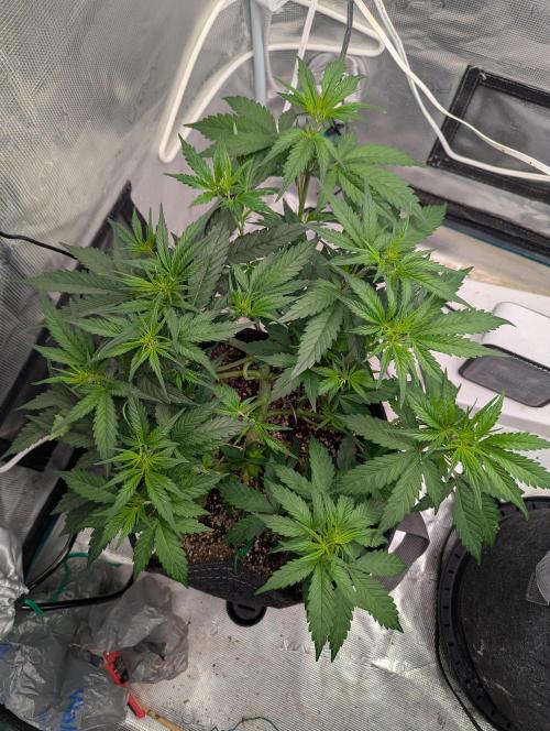 Forbidden Fruitz Indoor Grow. Week 4