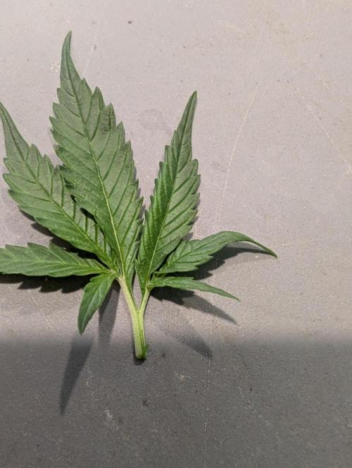 Forbidden Fruitz Indoor Grow. Week 4 - love this leaf