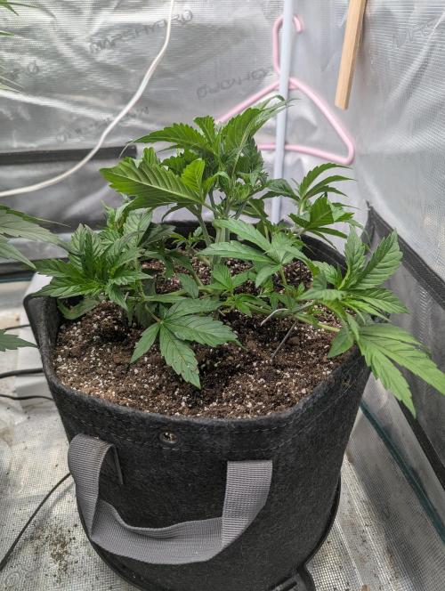 Do-si-do. Week 3