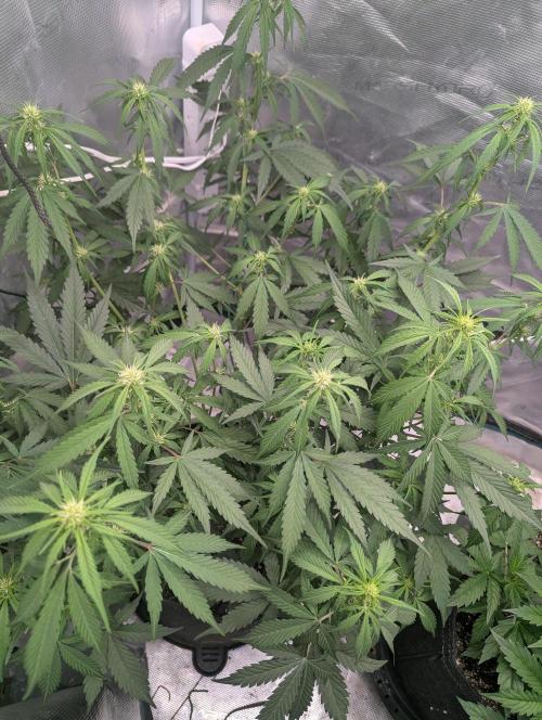Forbidden Fruitz Indoor Grow. Week 5