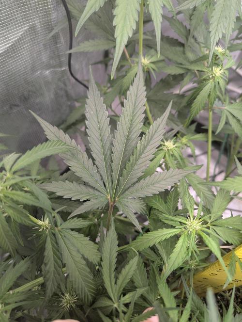 Forbidden Fruitz Auto. Week 5