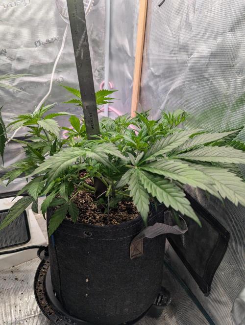 Do-si-do. Week 4