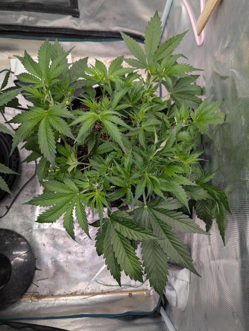 Do-si-do. Week 4