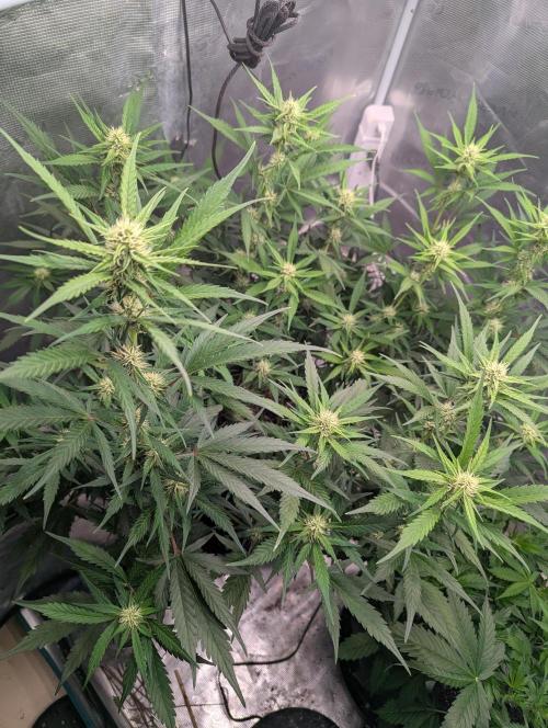 Forbidden Fruitz Indoor Grow. Week 6