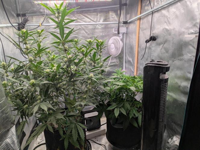 Forbidden Fruitz Indoor Grow. Week 6