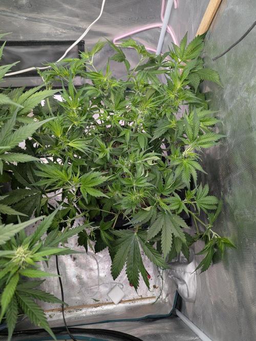 Do-si-do. Week 5
