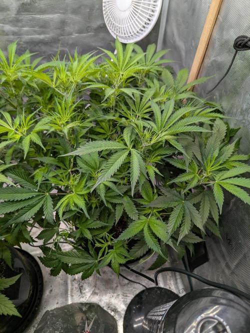 Do-si-do. Week 6