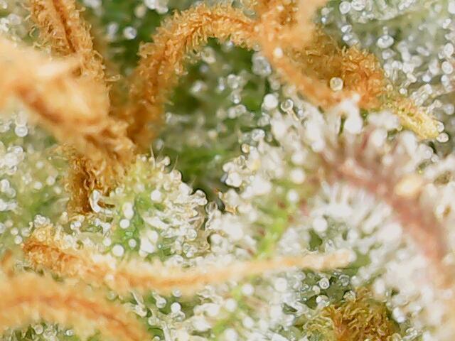 Forbidden Fruitz Indoor Grow. Week 10