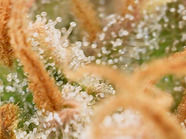 Forbidden Fruitz Indoor Grow. Week 10