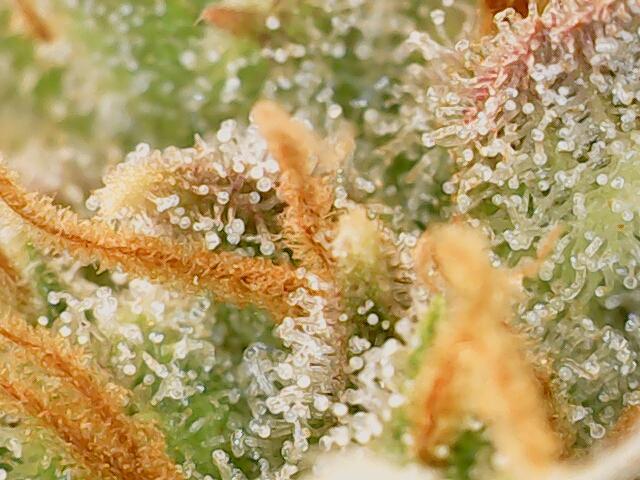 Forbidden Fruitz Indoor Grow. Week 10