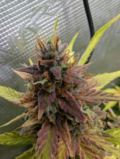 Forbidden Fruitz Auto. Week 10