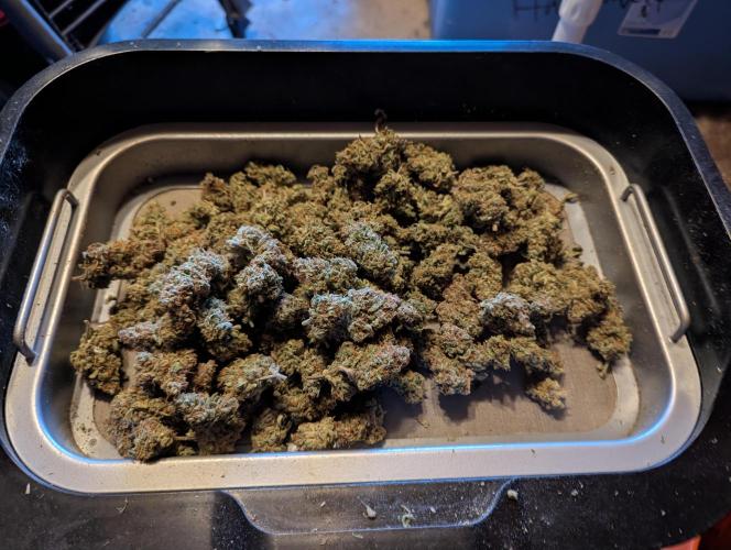 Forbidden Fruitz Auto. Week 11