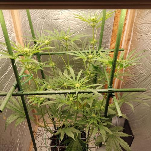 Granddaddy Purple 50W Start Misstake. Week 7