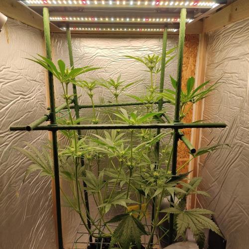 Granddaddy Purple 50W Start Misstake. Week 7