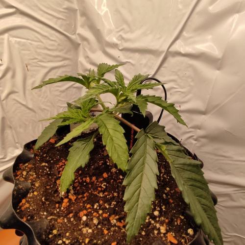 Medical Grow 1.0. Week 1