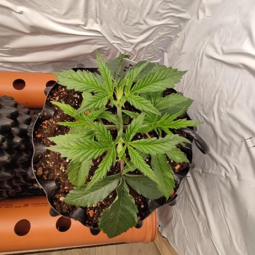 Medical Grow 1.0. Week 1