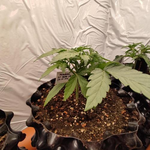 Medical Grow 1.0. Week 1