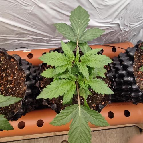 Medical Grow 1.0. Week 1