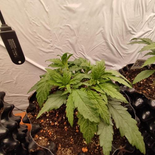 Medical Grow 1.0. Week 1