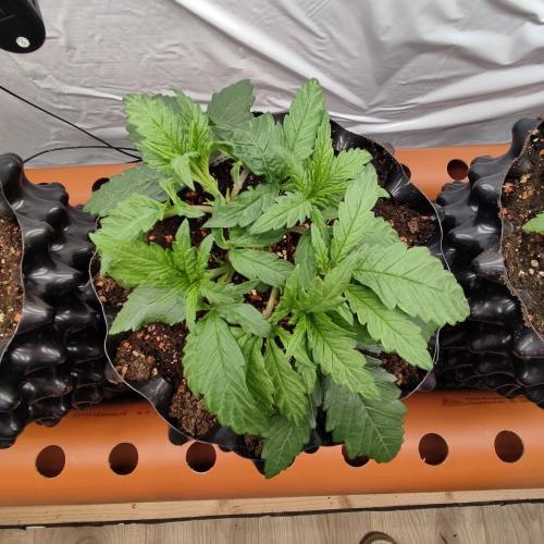 Medical Grow 1.0. Week 1