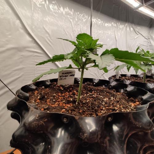 Medical Grow 1.0. Week 1