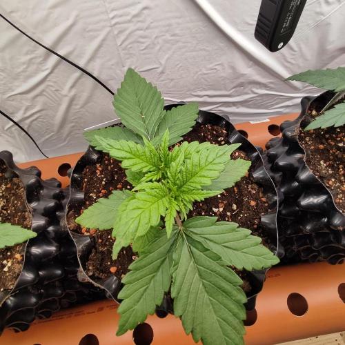 Medical Grow 1.0. Week 1