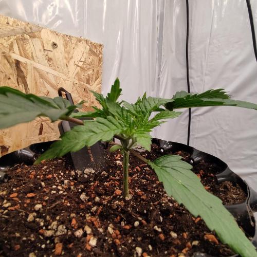 Medical Grow 1.0. Week 1