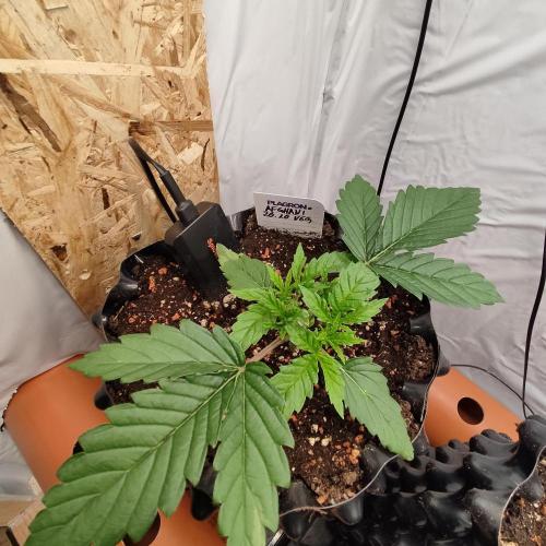 Medical Grow 1.0. Week 1