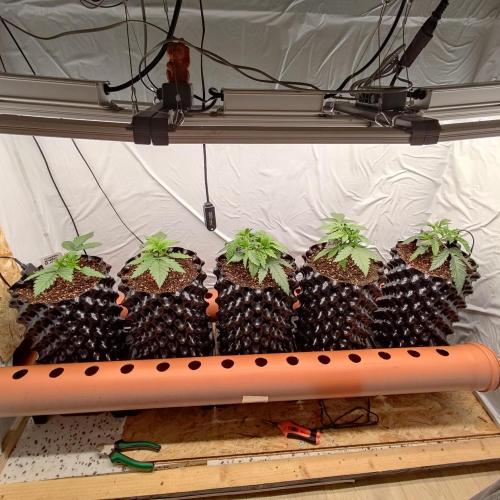 Medical Grow 1.0. Week 1