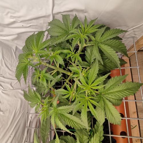 Medical Grow 1.0. Week 2 - MOTOR
