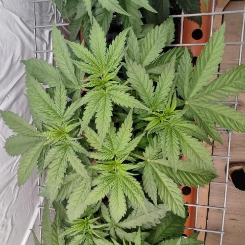 Medical Grow 1.0. Week 2 - ICE