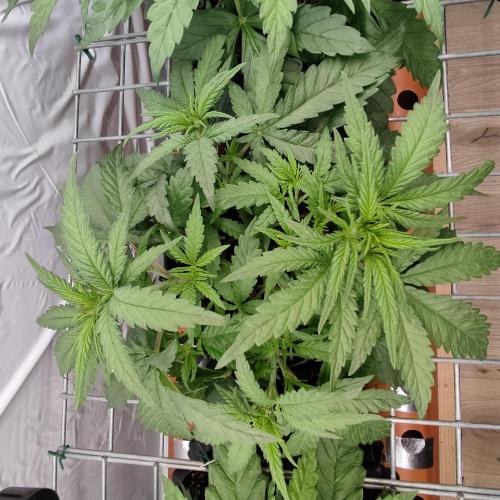 Medical Grow 1.0. Week 2 - BL