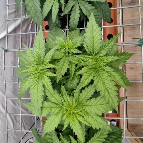 Medical Grow 1.0. Week 2 - PM