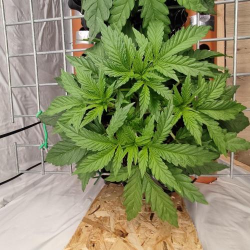 Medical Grow 1.0. Week 2 - AFG