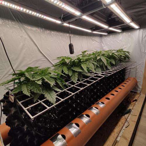 Medical Grow 1.0. Week 2