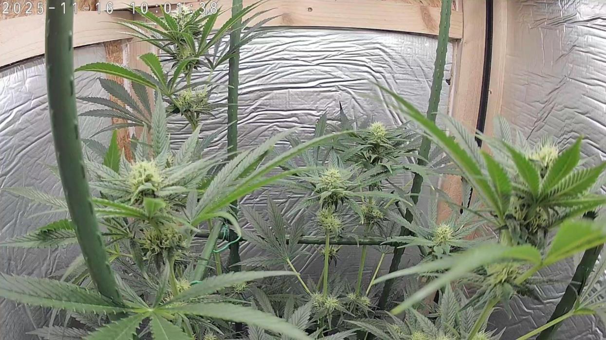 Granddaddy Purple 50W Start Misstake. Week 8