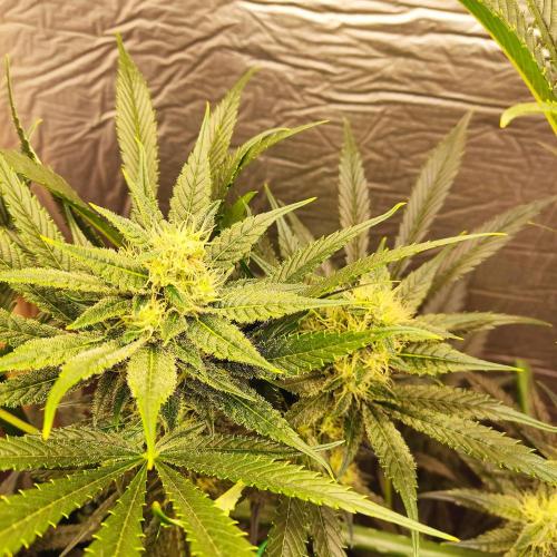 Granddaddy Purple 50W Start Misstake. Week 9