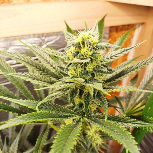 Granddaddy Purple 50W Start Misstake. Week 9