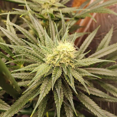 Granddaddy Purple 50W Start Misstake. Week 9