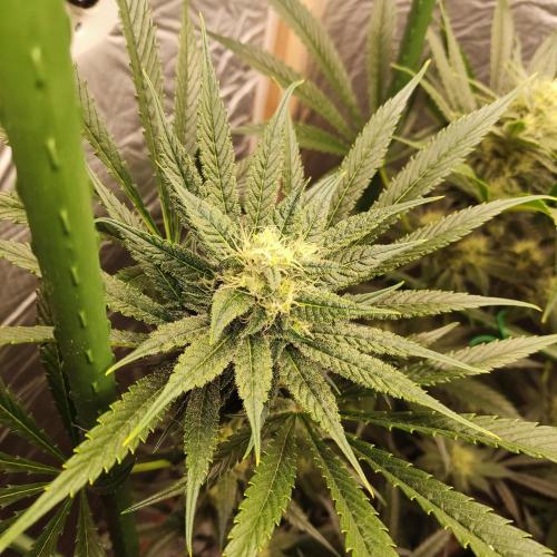 Granddaddy Purple 50W Start Misstake. Week 9