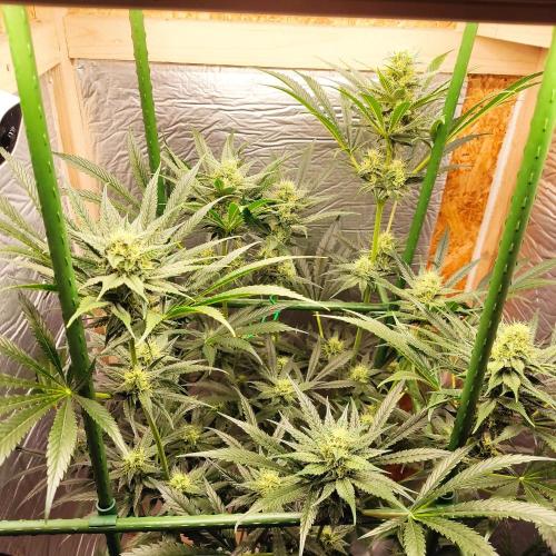 Granddaddy Purple 50W Start Misstake. Week 9