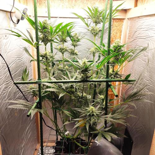 Granddaddy Purple 50W Start Misstake. Week 9