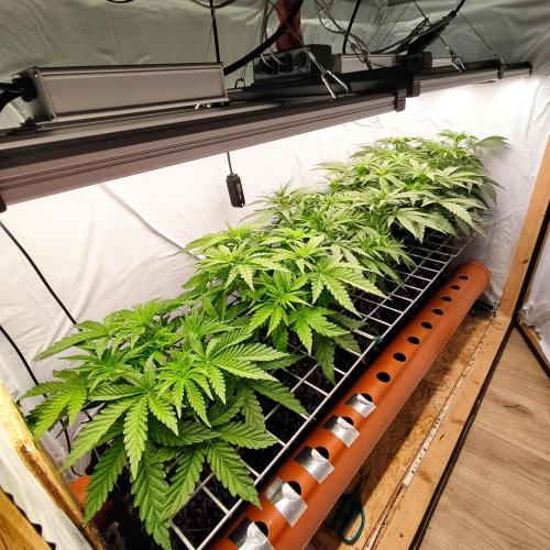 Medical Grow 1.0. Week 3