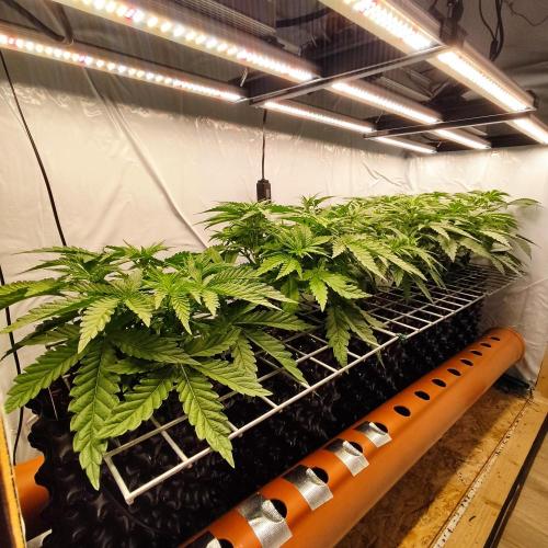 Medical Grow 1.0. Week 3