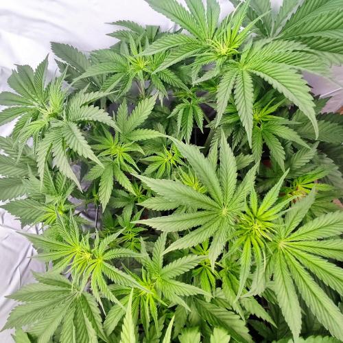 Medical Grow 1.0. Week 3 - AFGHANI