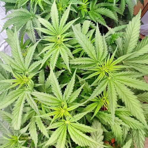 Medical Grow 1.0. Week 3 - PM