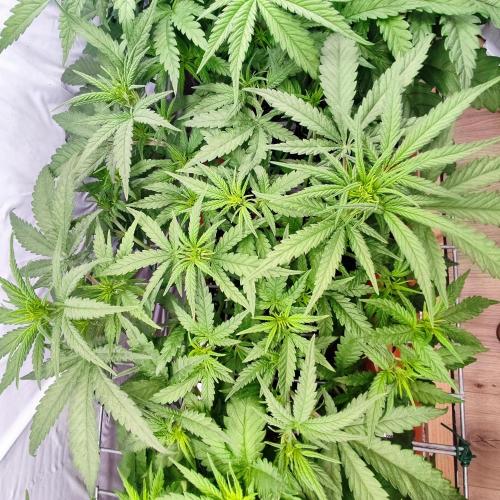 Medical Grow 1.0. Week 3 - Blue Dream