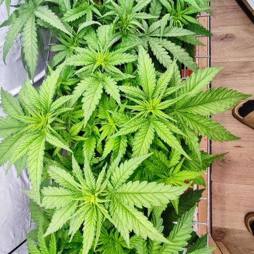 Medical Grow 1.0. Week 3 - ICE